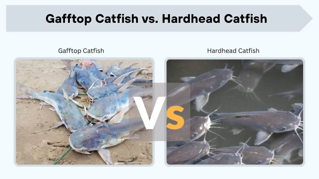 Gafftop Catfish vs. Hardhead Catfish