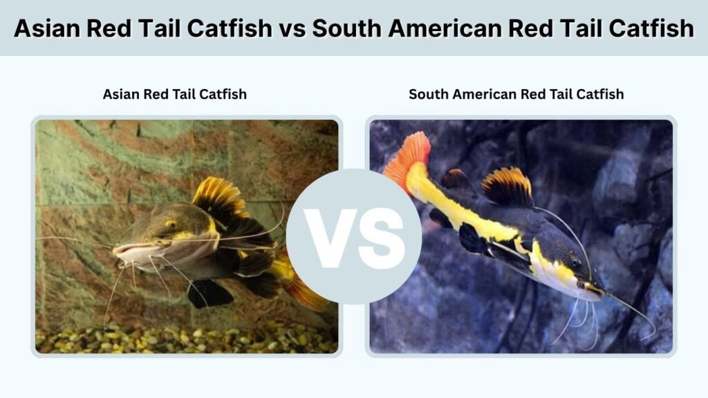 Asian Red Tail Catfish vs South American Red Tail Catfish