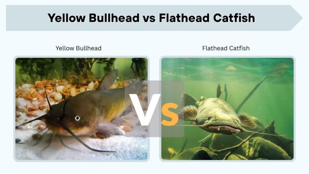 Yellow Bullhead vs Flathead Catfish