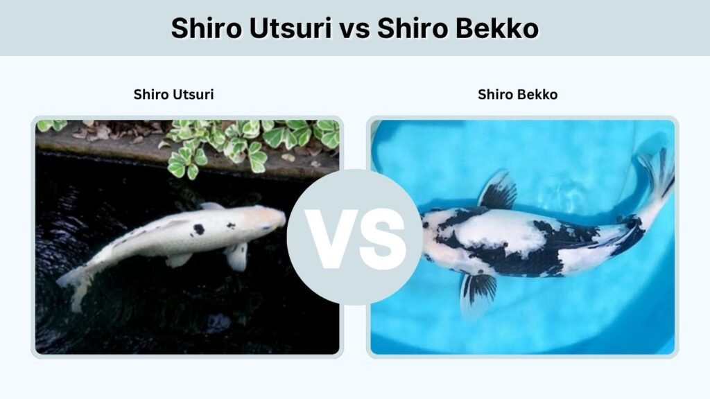 Shiro Utsuri vs Shiro Bekko