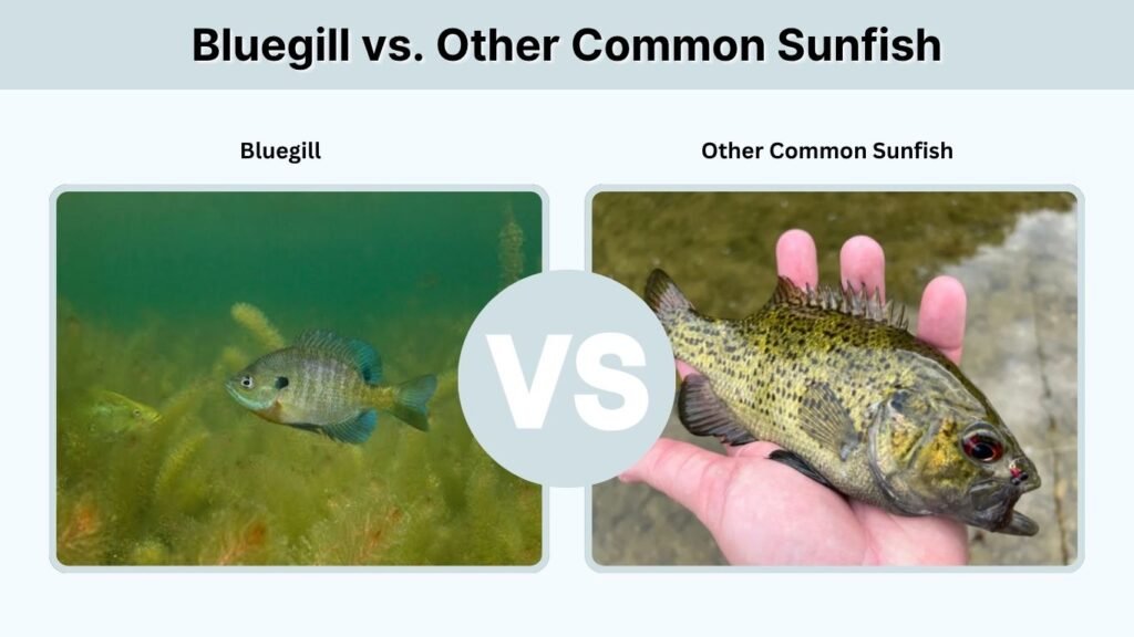 Bluegill vs. Other Common Sunfish