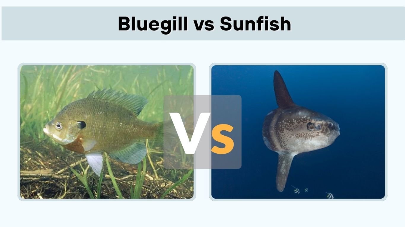 Bluegill vs Sunfish: Key Differences and Identification