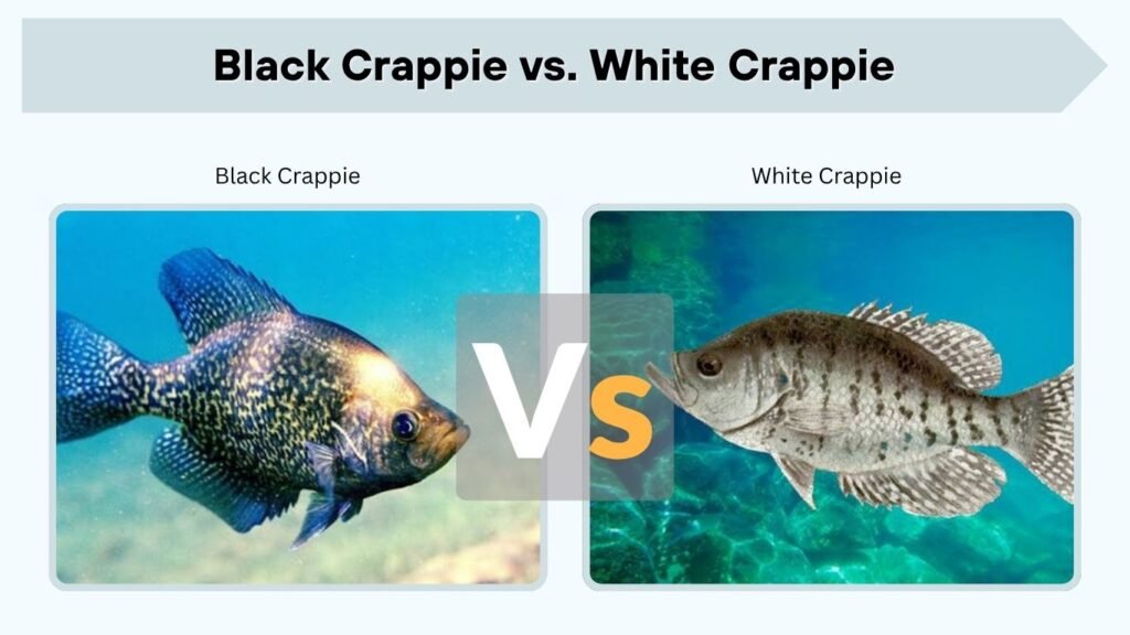 Black Crappie vs. White Crappie