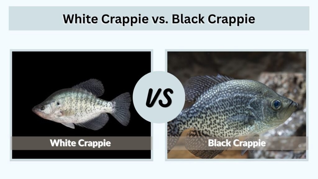 Black Crappie