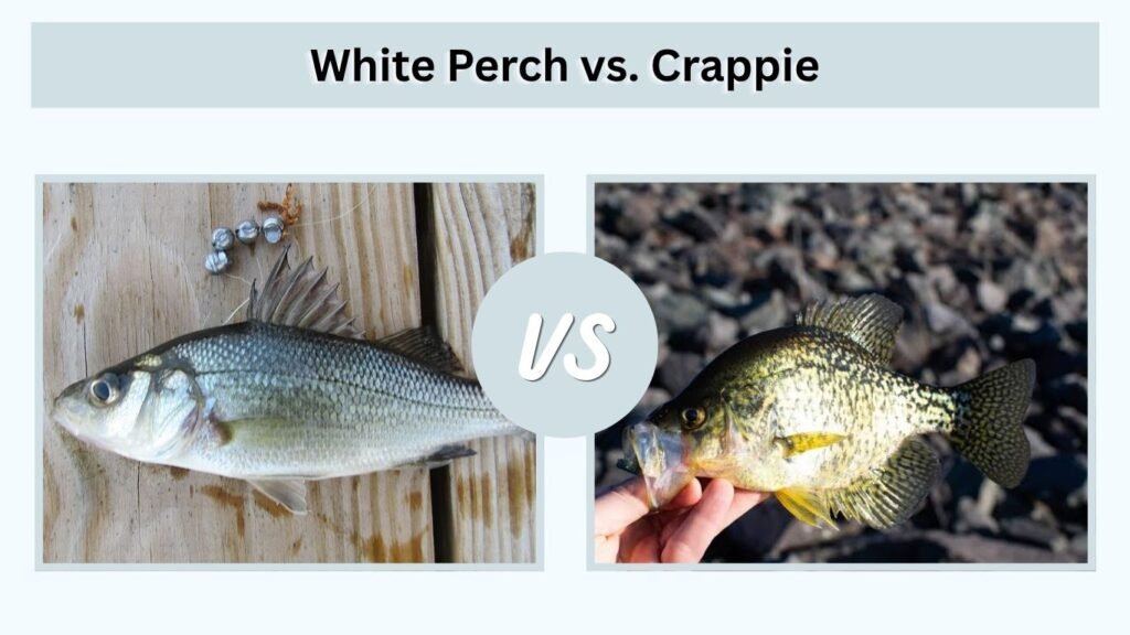 White Perch vs. Crappie