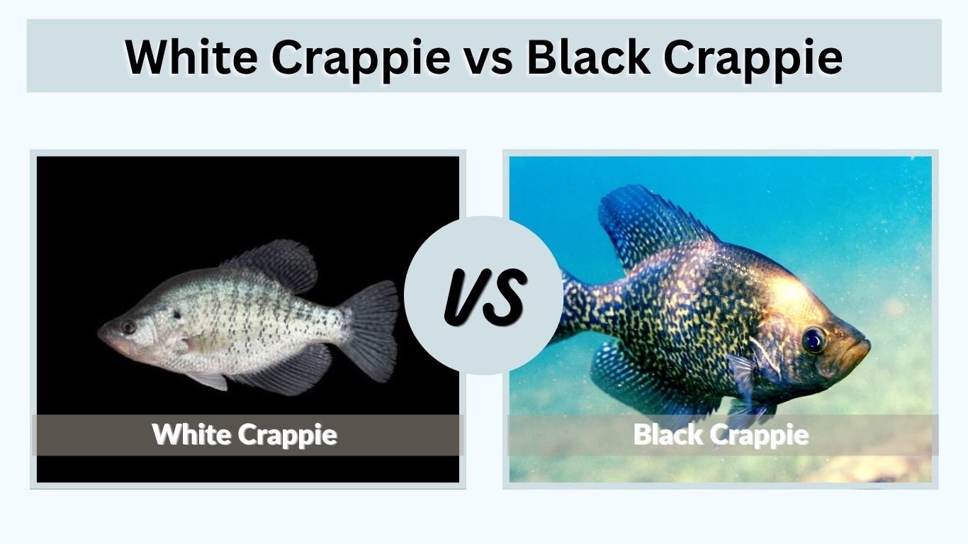 White Crappie vs Black Crappie: Size, Taste and Difference