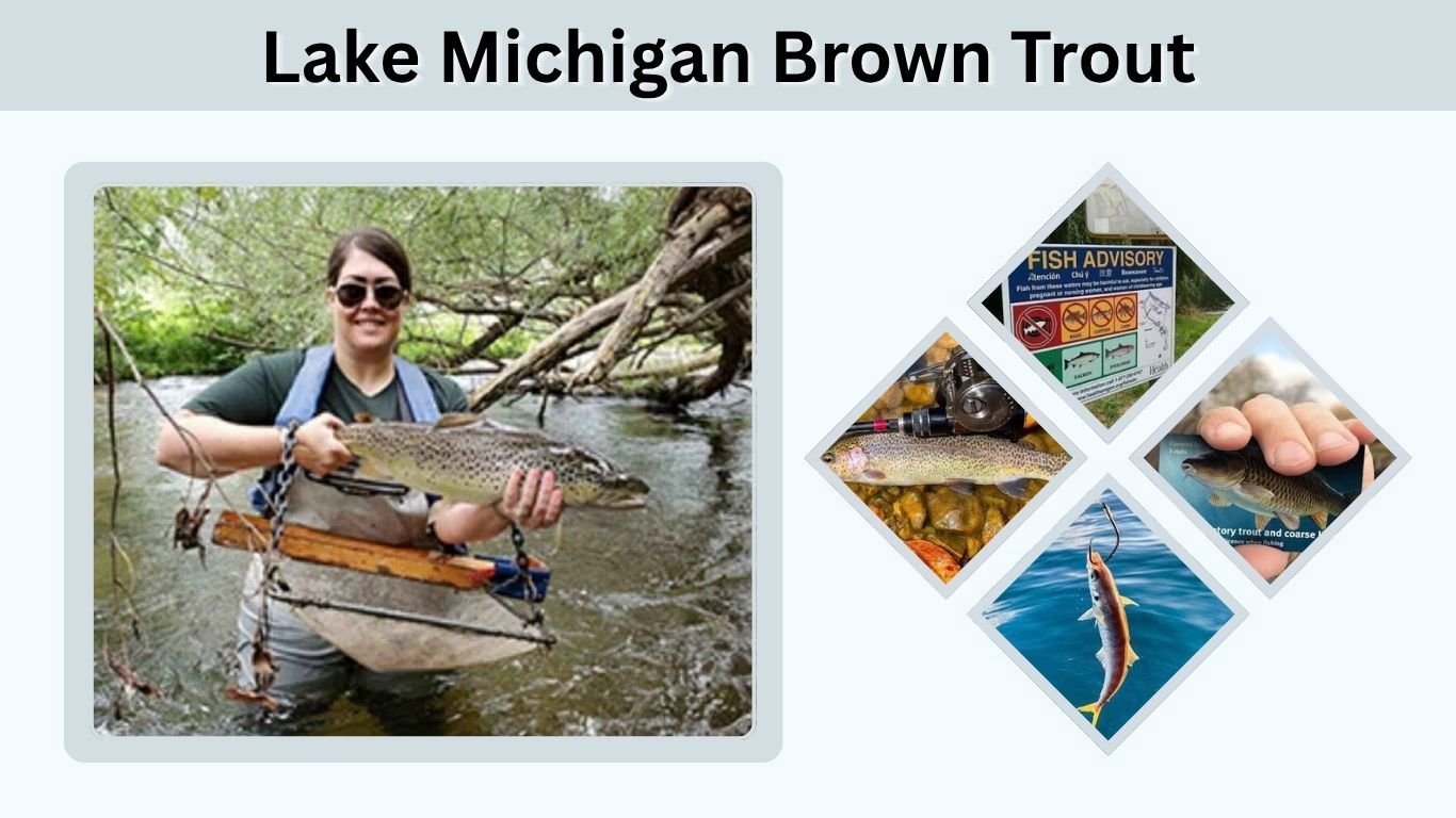 Lake Michigan Brown Trout: Fishing Tips, Lures & Seasons