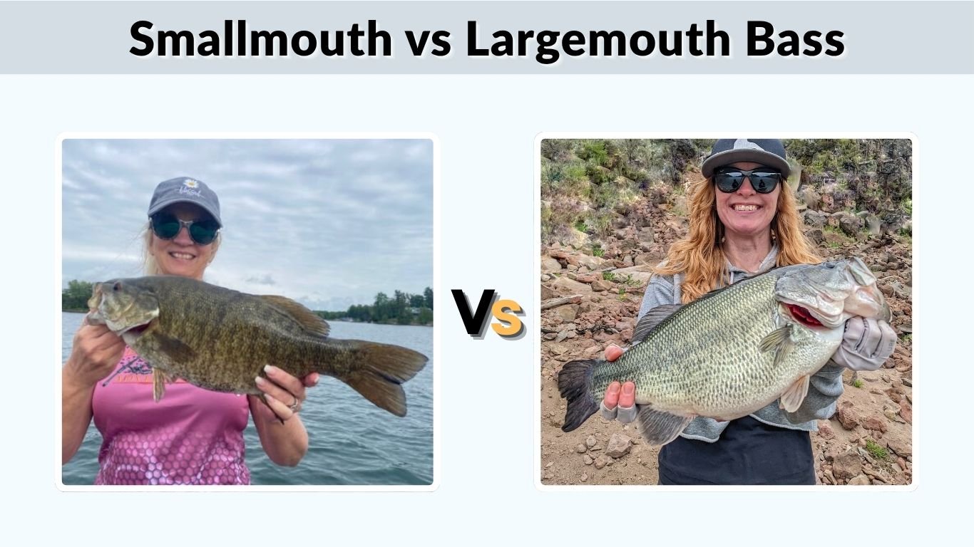 Smallmouth vs Largemouth Bass: Appearance, Diet & Behavior 