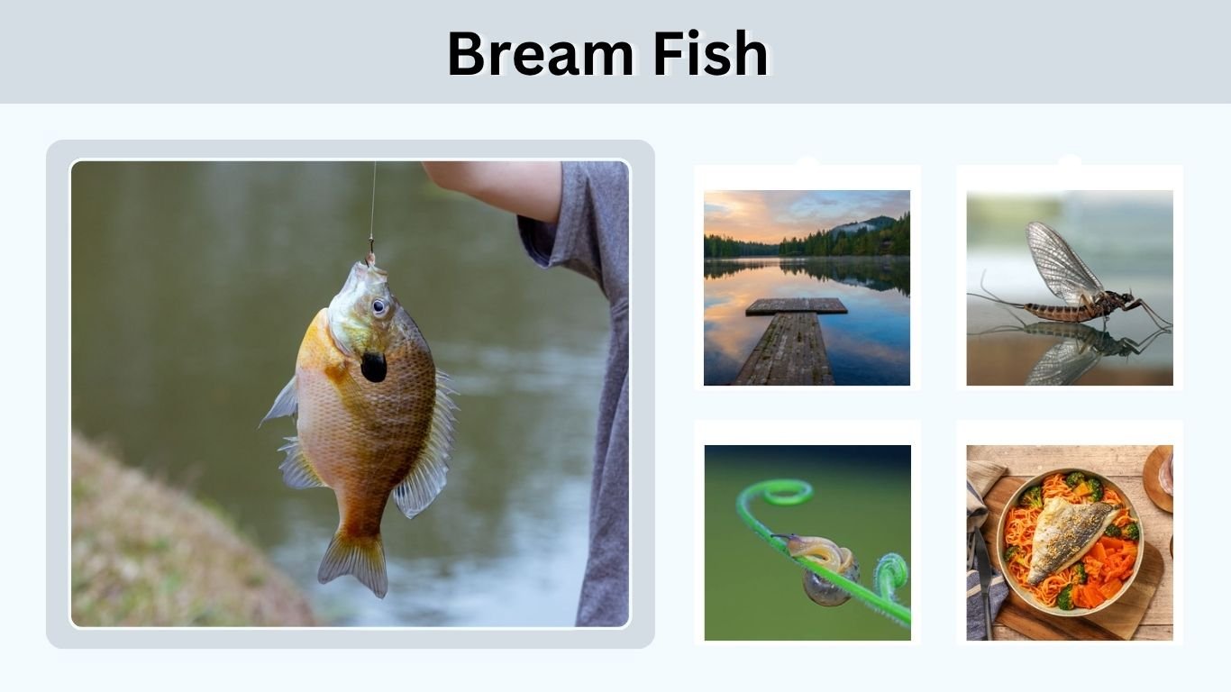 Bream Fish: Types, Size, Habitat, Diet & Fishing Tips