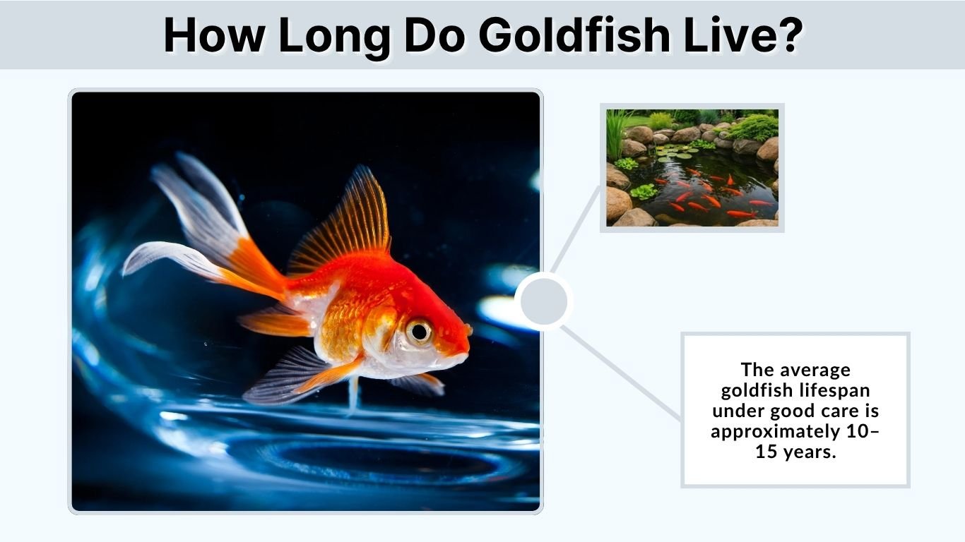 How Long Do Goldfish Live? Lifespan by Type & Habitat