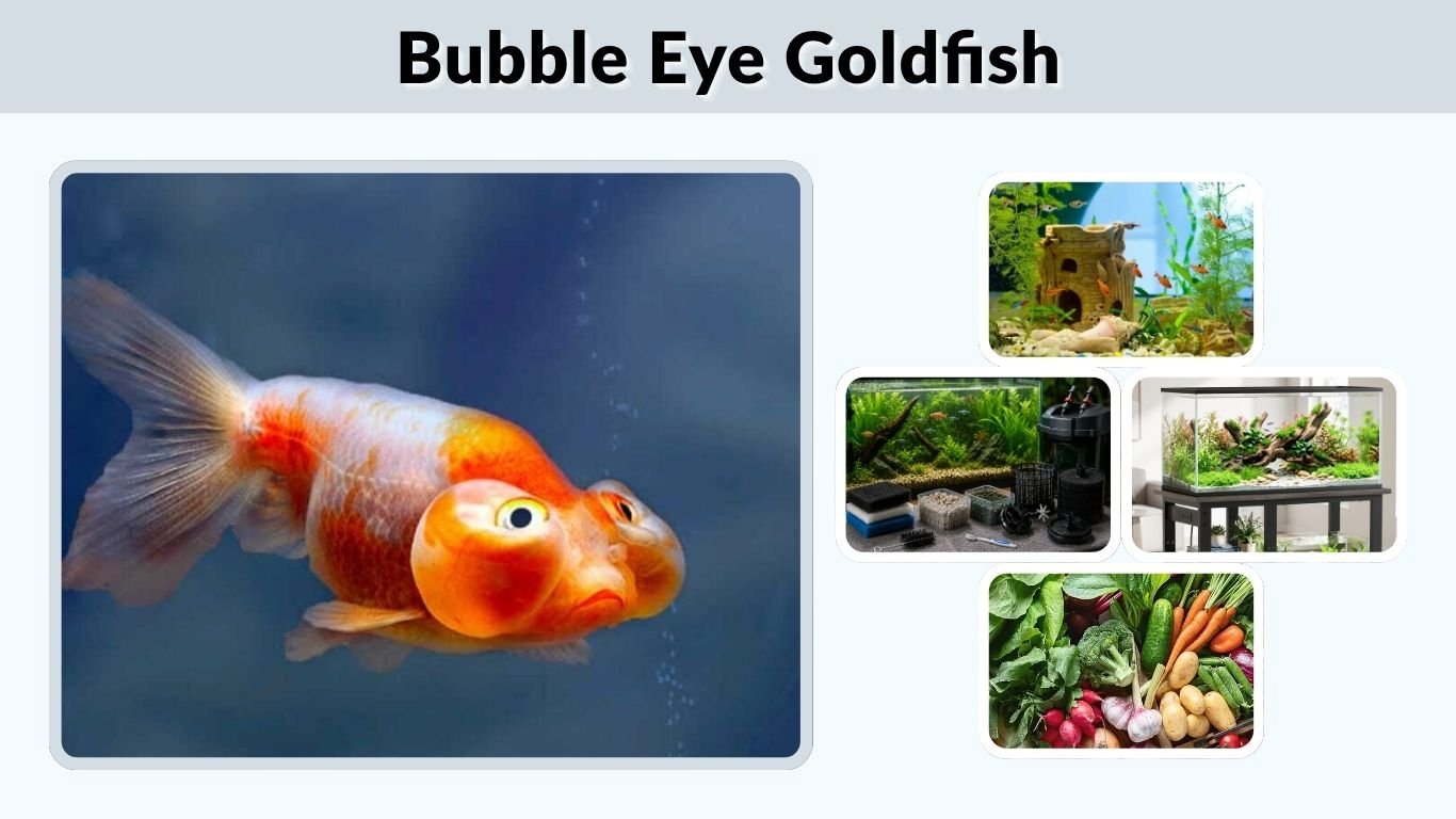 Bubble Eye Goldfish: Size, Lifespan & Care Guide