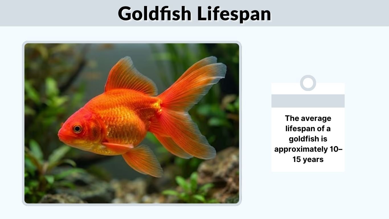 Goldfish Lifespan: How Long Do Goldfish Live?