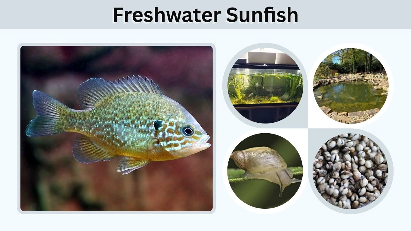 Freshwater Sunfish: Species, Habitat, Diet & Facts