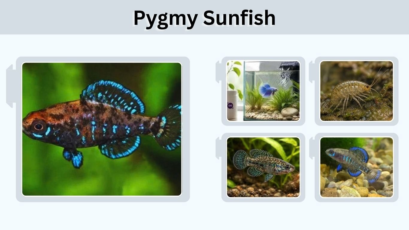 Pygmy Sunfish: Complete Care, Size, Diet and Tank Guide
