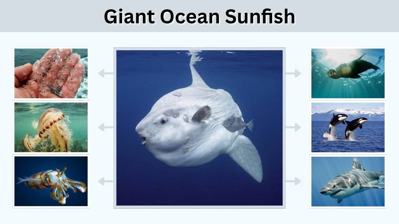 Giant Ocean Sunfish: Size, Diet, Habitat, and Facts
