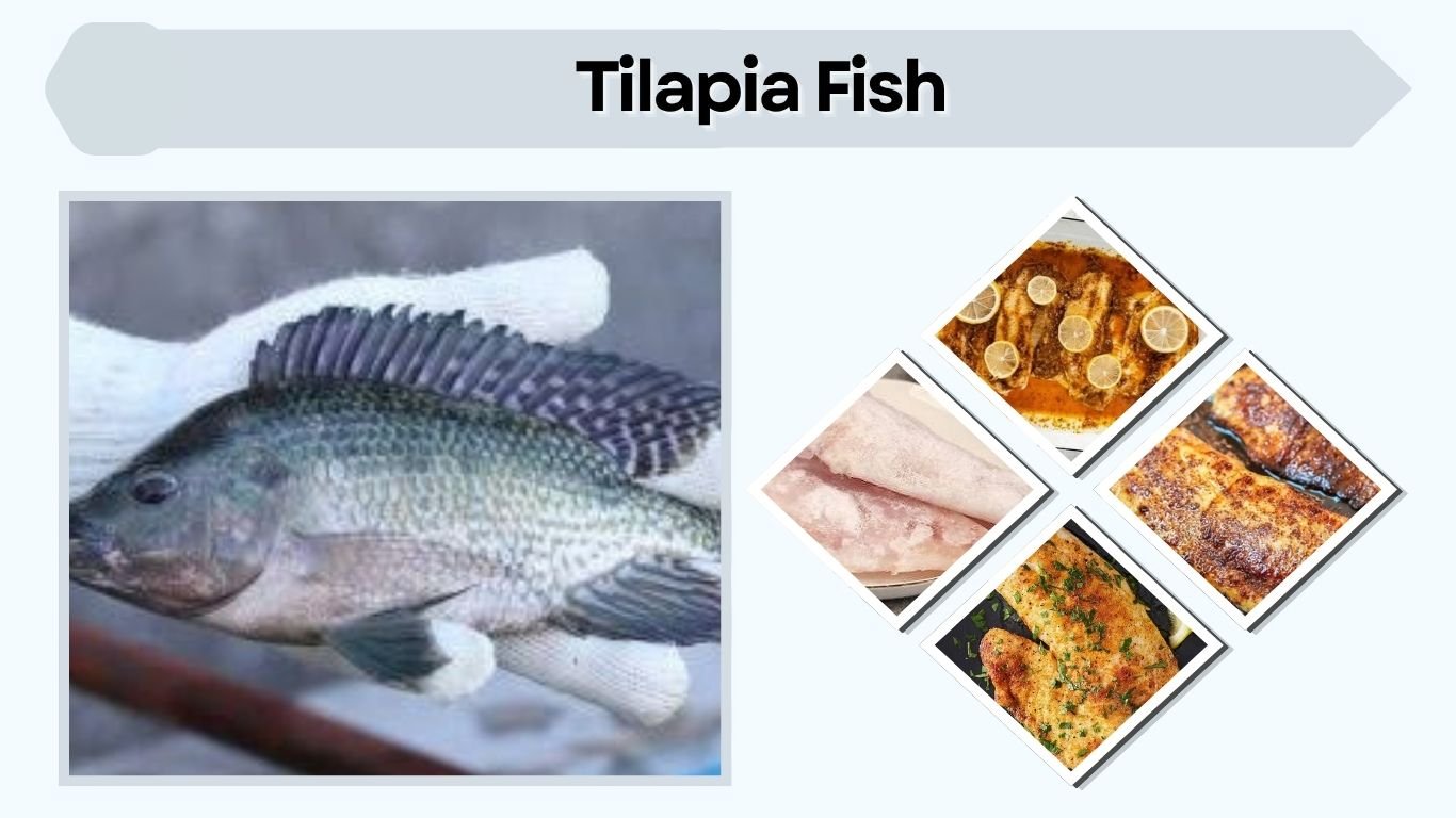 Tilapia Fish: Nutrition, Benefits, Cooking, and Facts