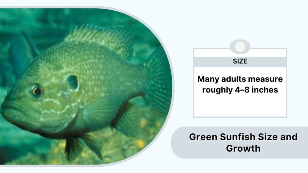 Green Sunfish Size and Growth