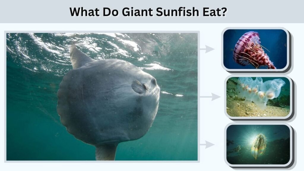What Do Giant Sunfish Eat?