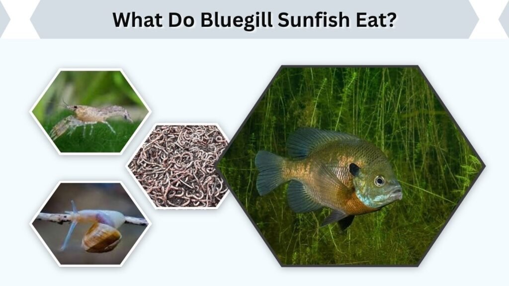 What Do Bluegill Sunfish Eat?