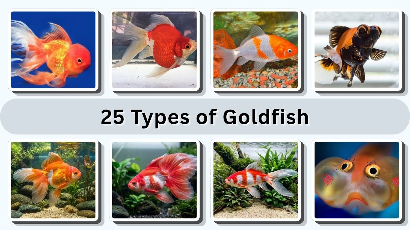 25 Types of Goldfish: Names, Colors, and Characteristics