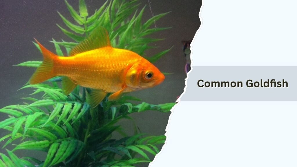 Common Goldfish