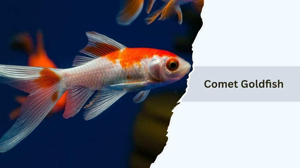 Comet Goldfish