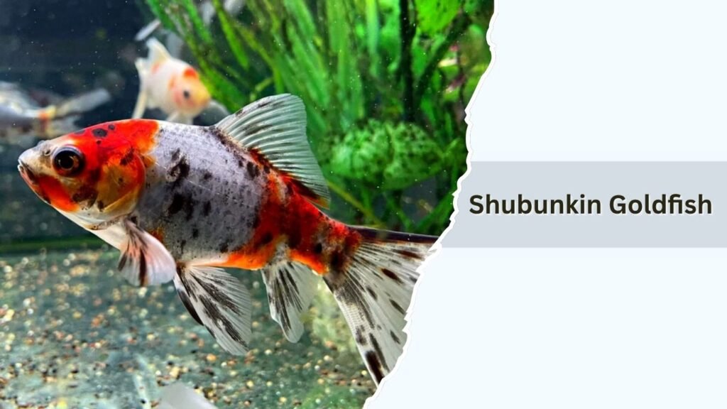 Shubunkin Goldfish
