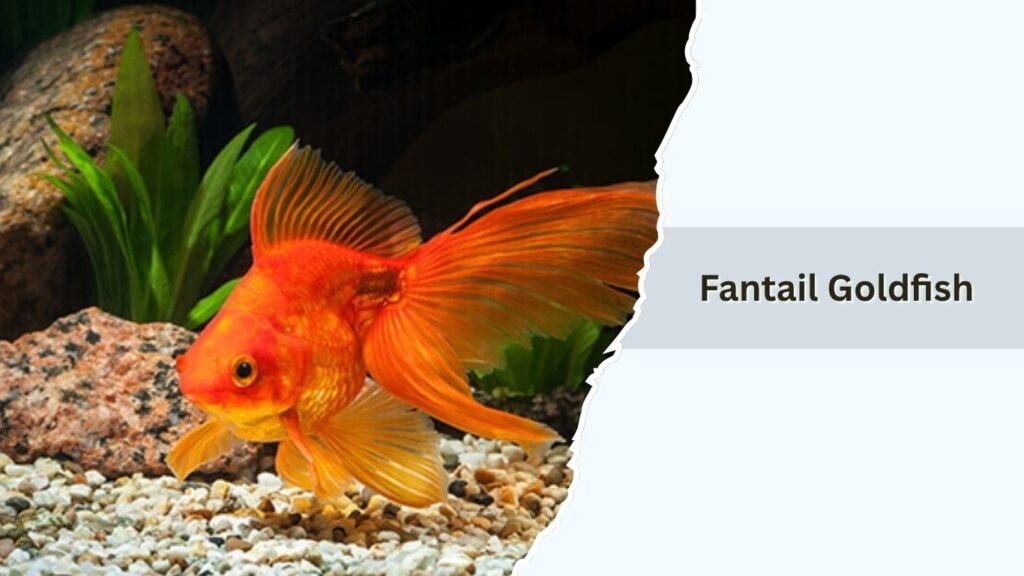 Fantail Goldfish