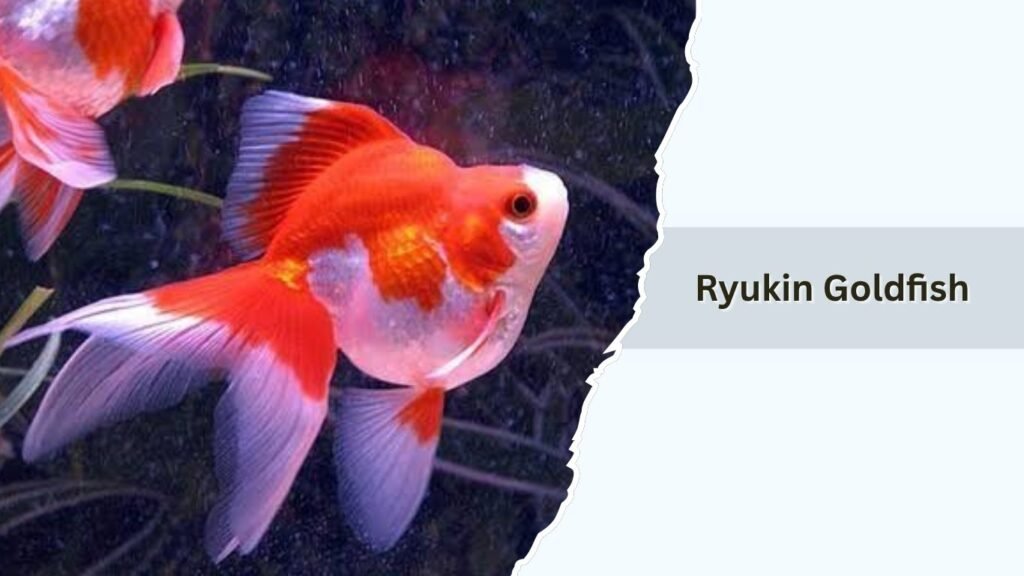 Ryukin Goldfish