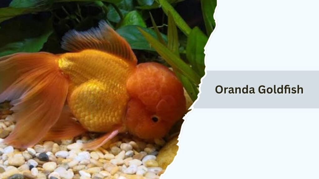 Oranda Goldfish
