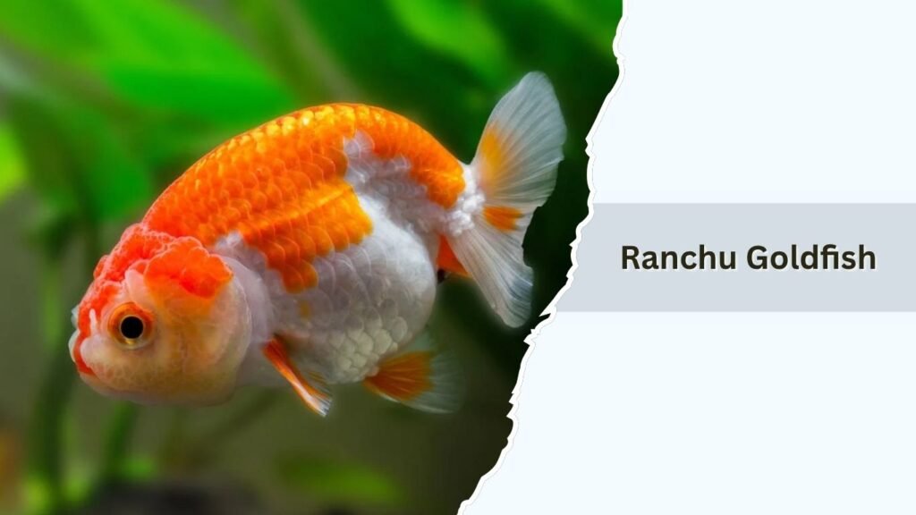 Ranchu Goldfish