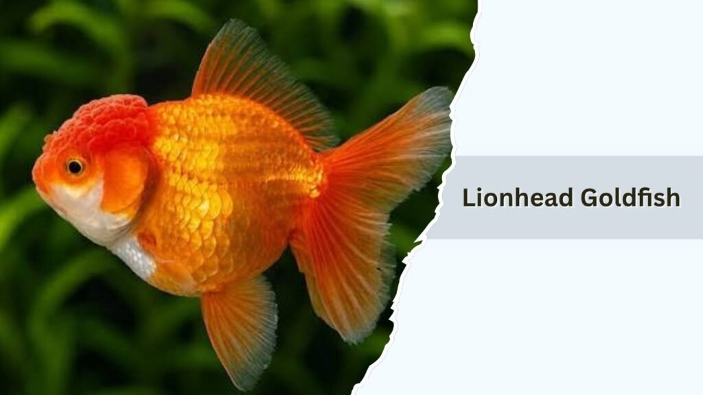 Lionhead Goldfish