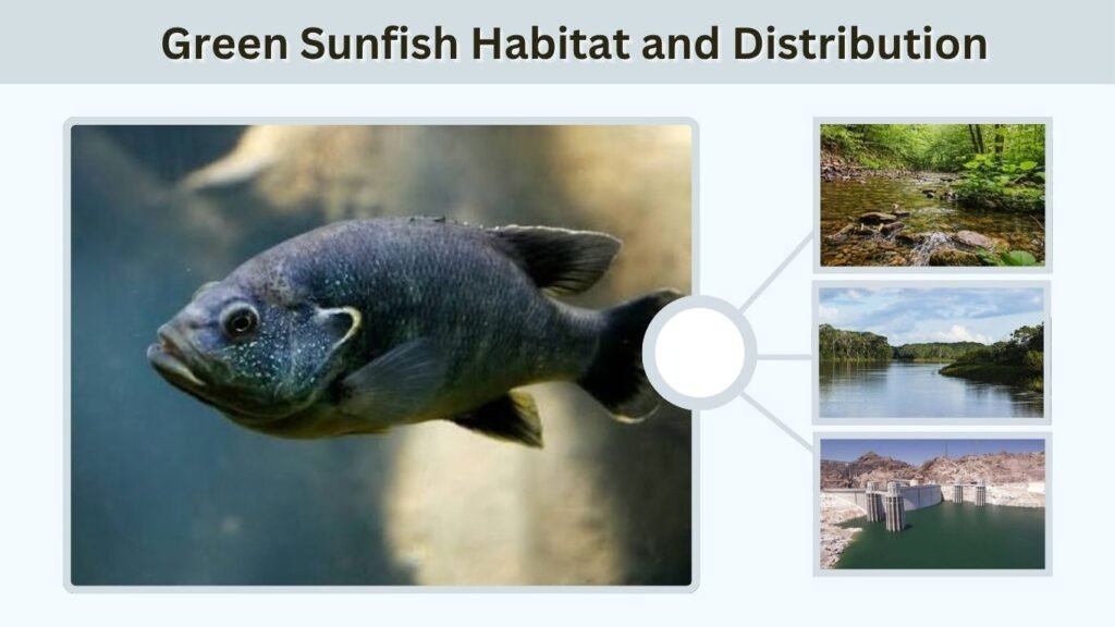 Green Sunfish Habitat and Distribution