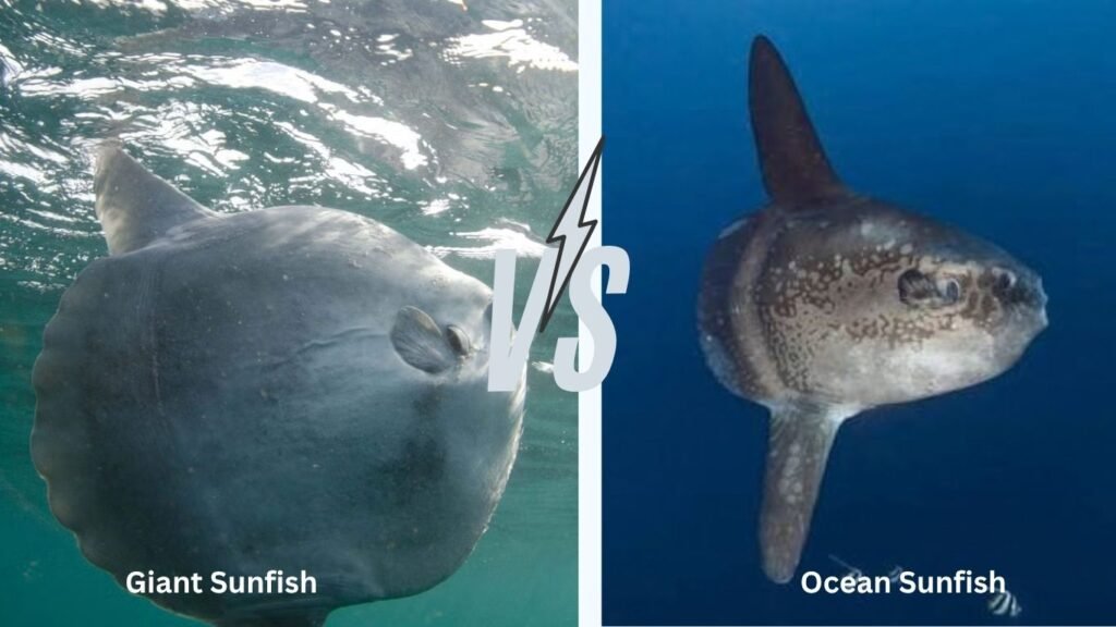 Giant Sunfish vs Ocean Sunfish