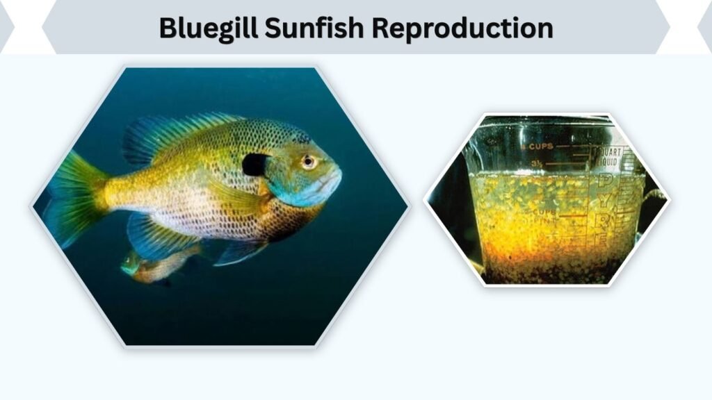 Bluegill Sunfish Reproduction