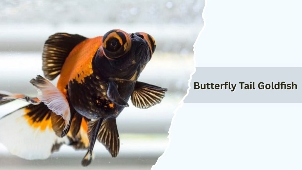 Butterfly Tail Goldfish