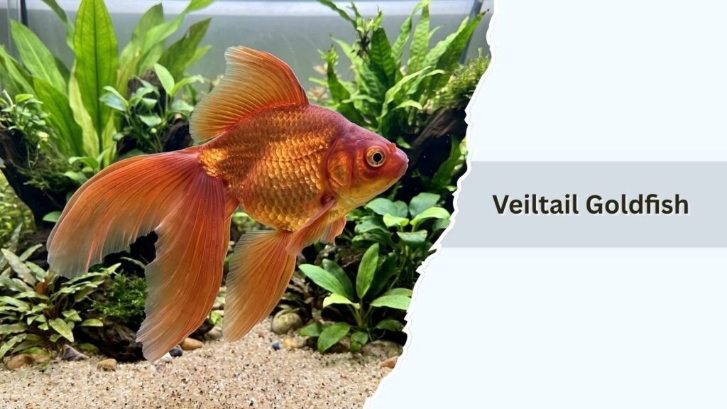Veiltail Goldfish