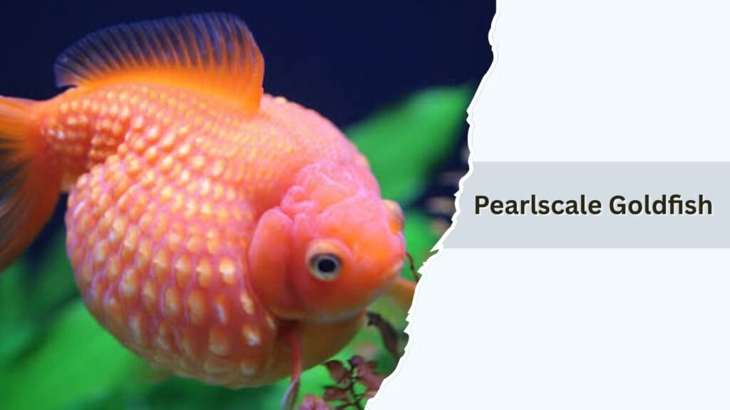 Pearlscale Goldfish