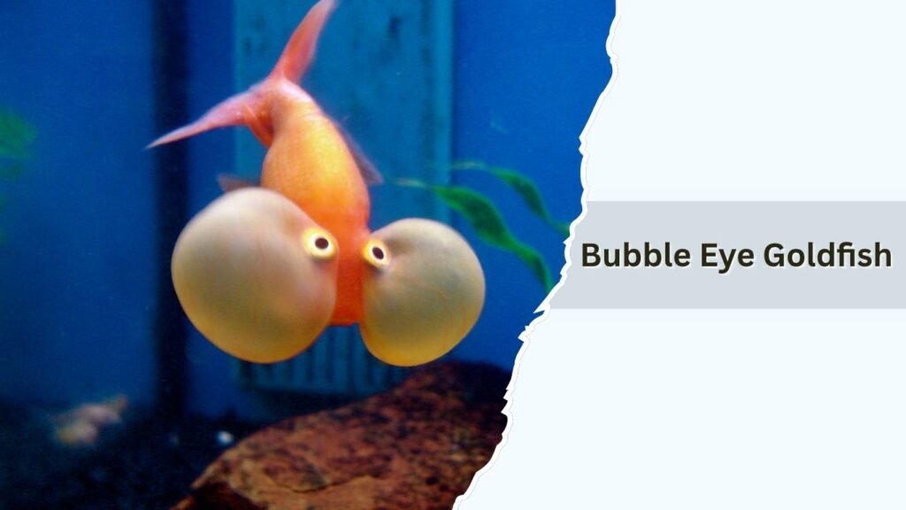 Bubble Eye Goldfish