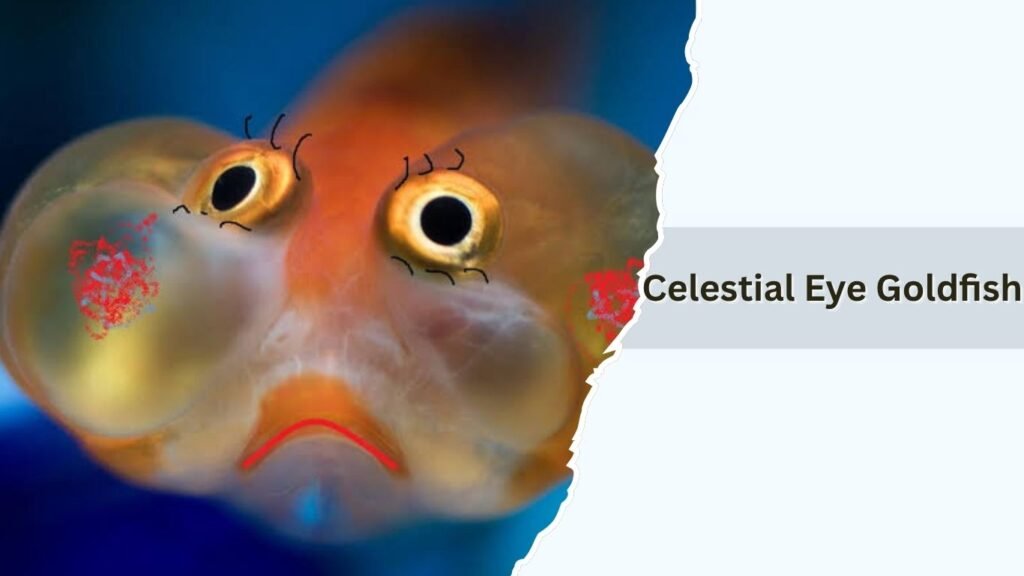 Celestial Eye Goldfish