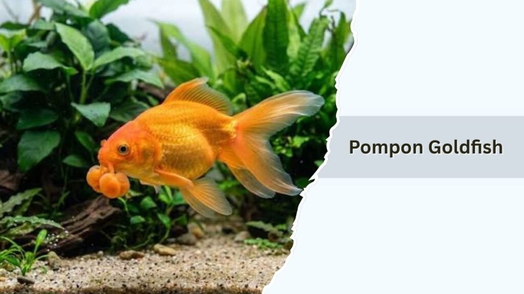 Pompon Goldfish
