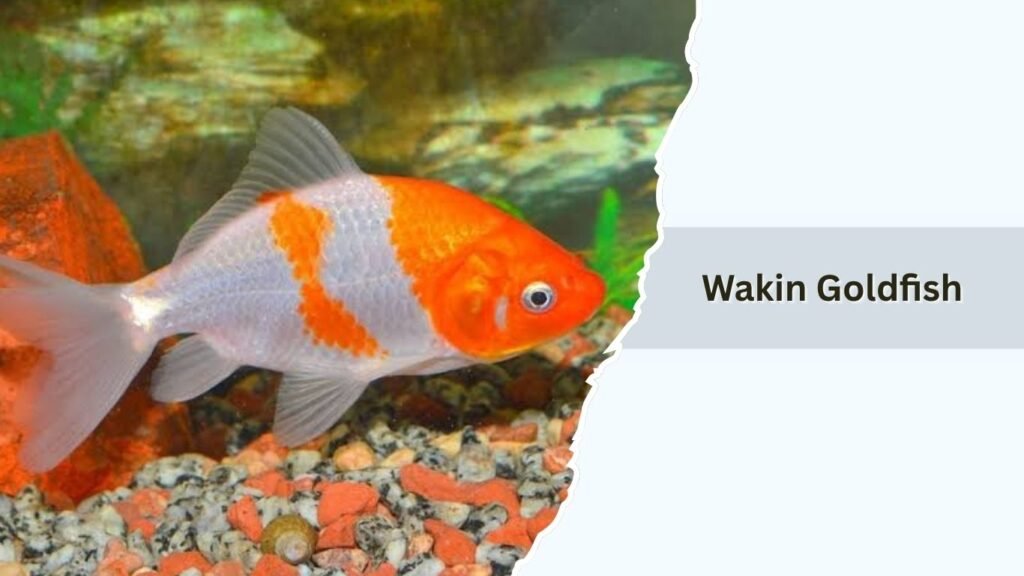 Wakin Goldfish