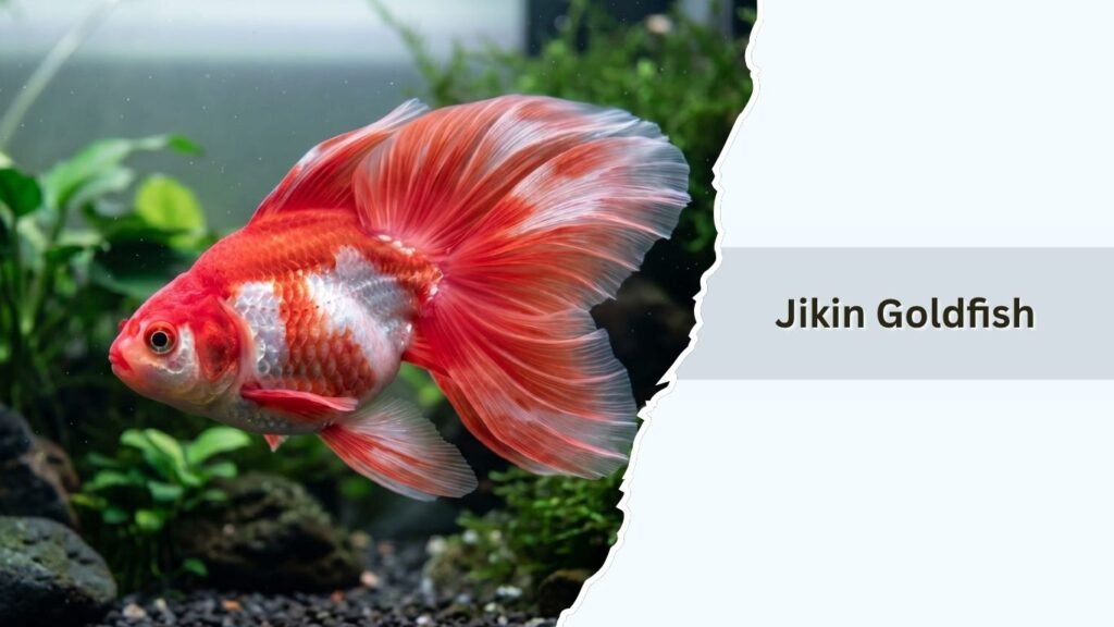 Jikin Goldfish