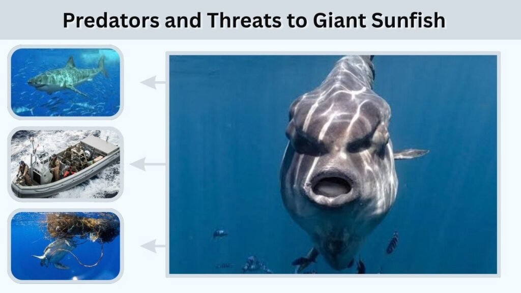 Predators and Threats to Giant Sunfish