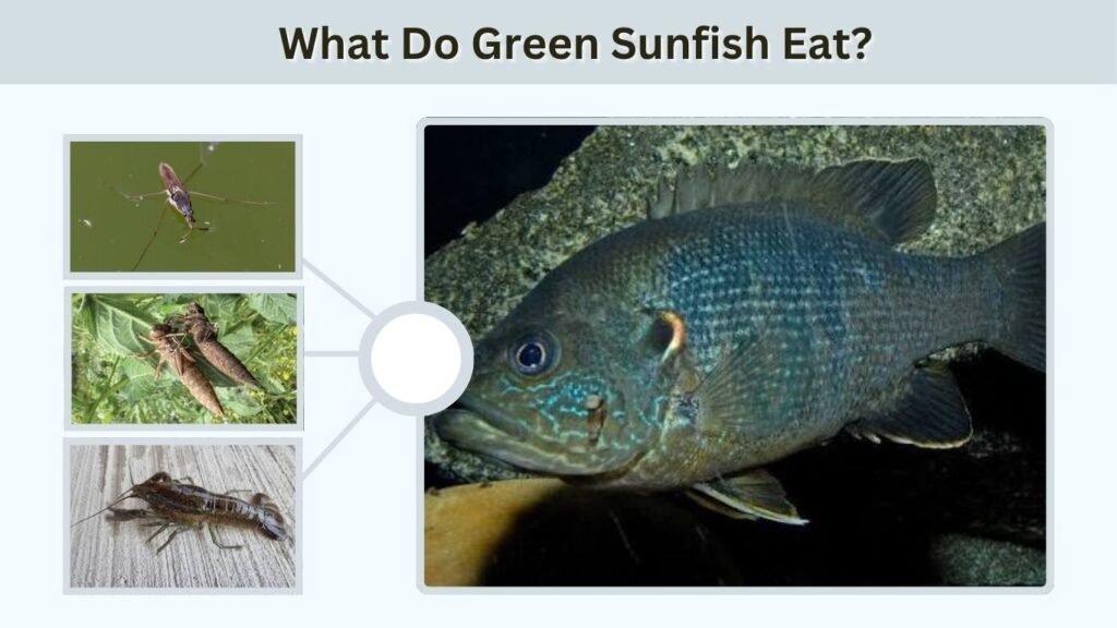 What Do Green Sunfish Eat?