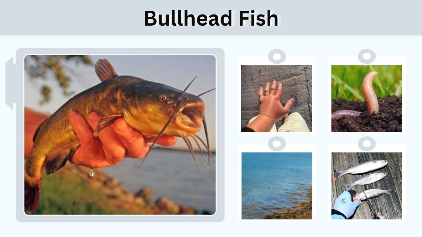 Bullhead Fish: Types, Size, Habitat, Diet & Fishing Tips