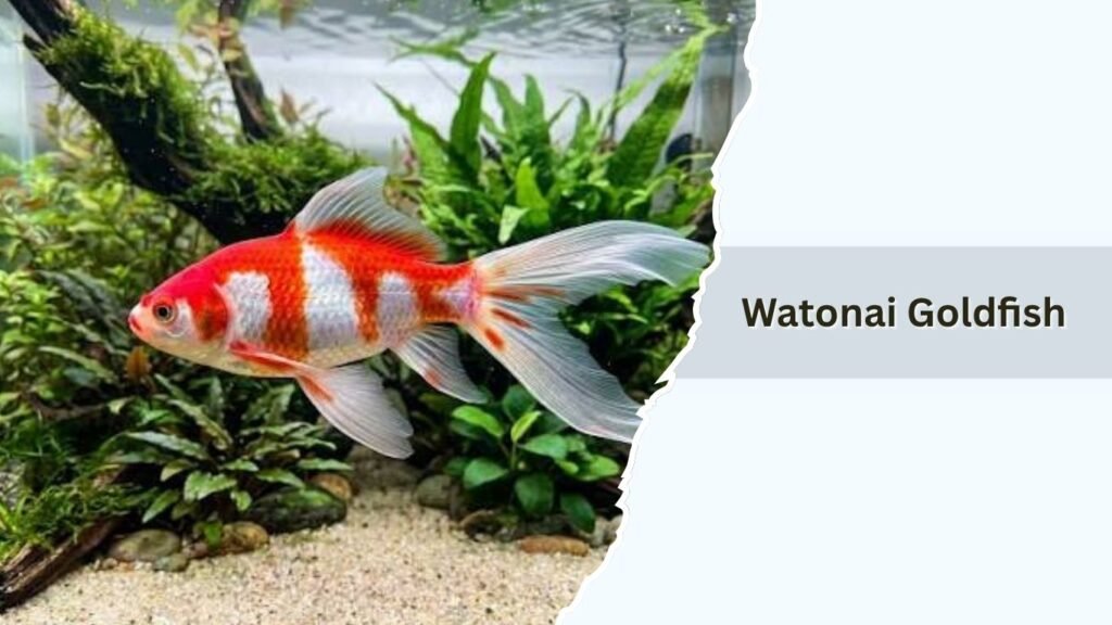Watonai Goldfish