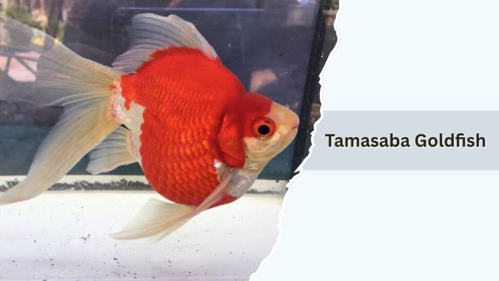 Tamasaba Goldfish