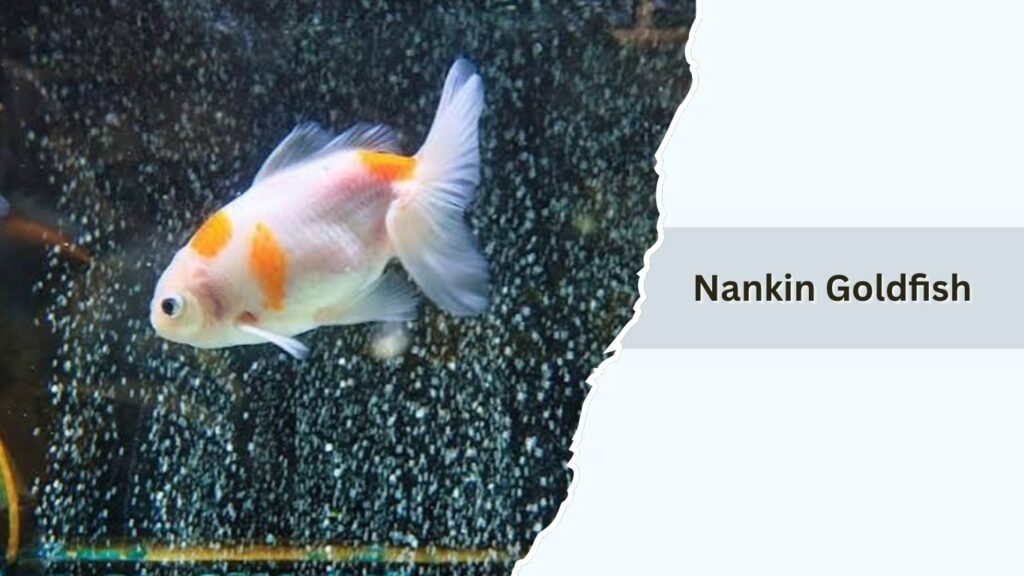 Nankin Goldfish