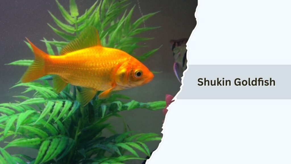Shukin Goldfish